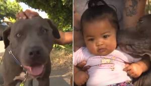 Matka opisuje jak pitbull ciągnie jej córeczkę za pieluszkę ratując w ten sposób